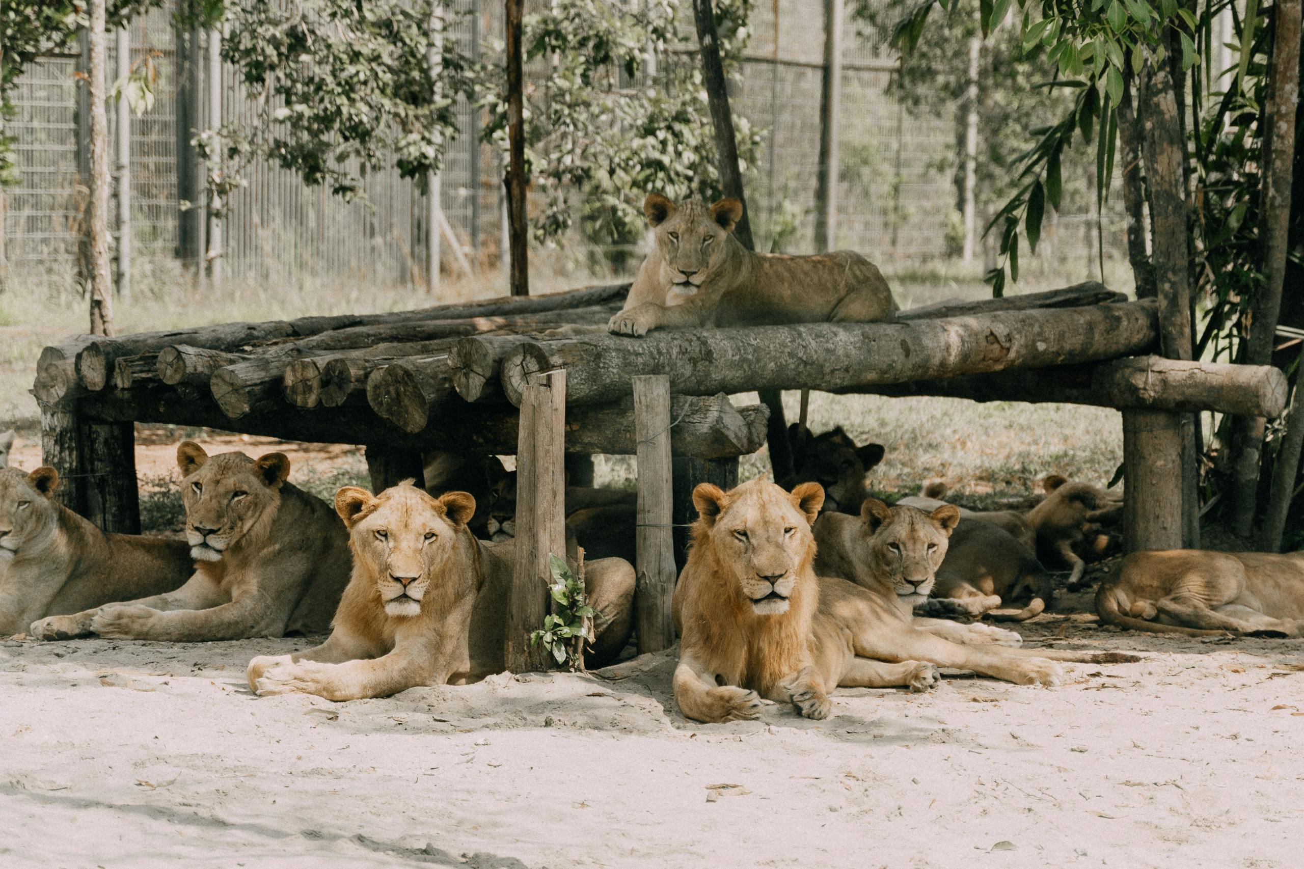 best zoo safaris europe families with kids lions
