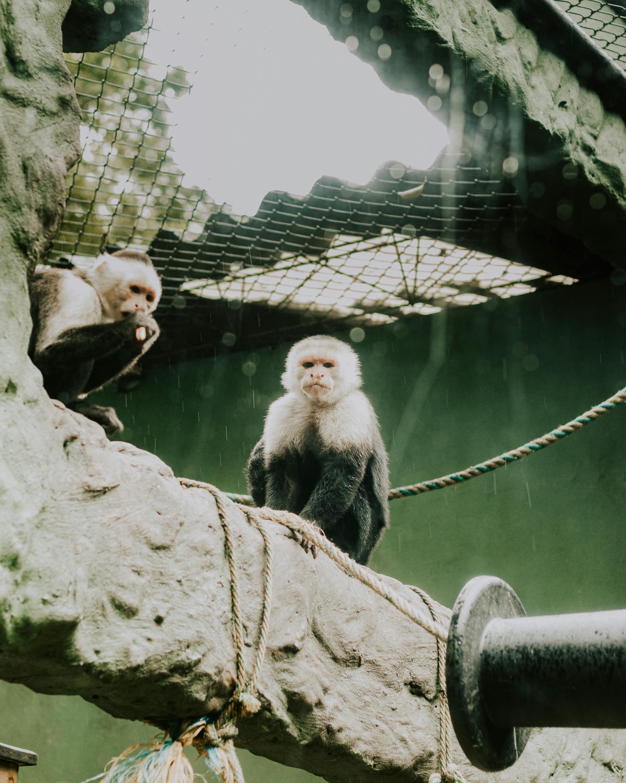 monkey zoo safari europe for kids